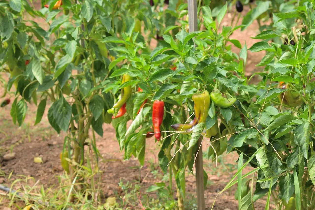 097 Finca Son Fonto Etv5239 By Mallorca Charme Manacor  Manacor (Mallorca)